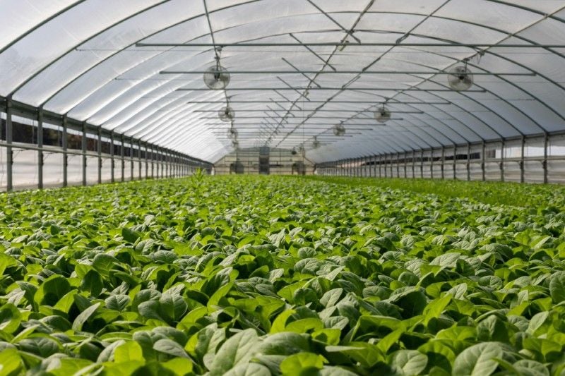 Does Hash Smell?? The Secret to Odor-Free Commercial Cannabis Greenhouses Does Hash Smell?? The Secret to Odor-Free Commercial Cannabis Greenhouses